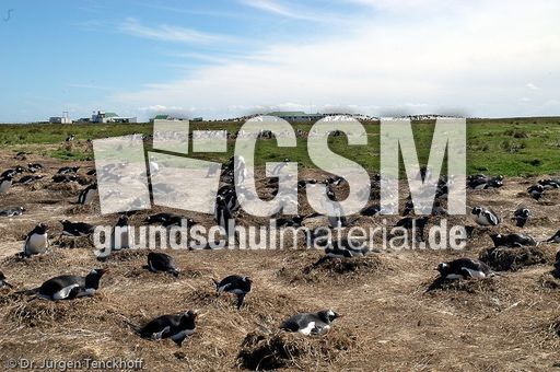 Eselspinguin (77 von 97).jpg